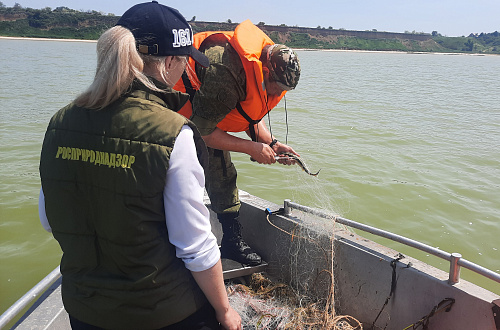 В Азовском море проведены мероприятия по охране водных биологических ресурсов, занесённых в Красную книгу