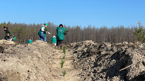 Сотрудники филиала ЦЛАТИ по УФО по Тюменской области приняли участие во Всероссийской акции «Сохраним лес»