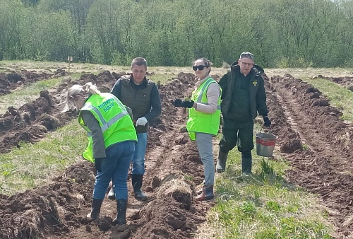 В Кирове сотрудники Росприроднадзора приняли участие в международной акции «Сад памяти»