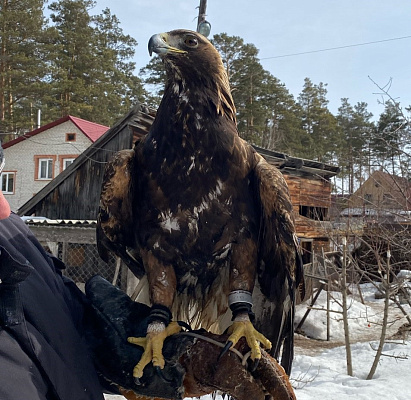 Краснокнижный орел-беркут передан на содержание в Фонд по охране редких видов птиц «Балобан»