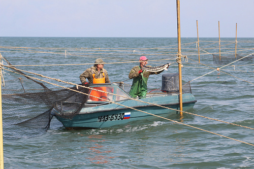 Росприроднадзором продолжаются мероприятия по охране водных (морских) биологических ресурсов, занесенных в Красную книгу Российской Федерации